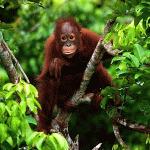 Liburan Hemat dan Seru Hanya di Bukit Lawang Medan