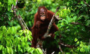 Liburan Hemat dan Seru Hanya di Bukit Lawang Medan